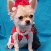 ПРОДАМ ЧИХУАХУА ЩЕНКИ, в Москве