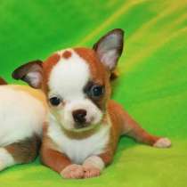 Чихуахуа Анапа, в Анапе