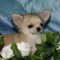 Щенки чихуахуа мини и супер мини, в Санкт-Петербурге
