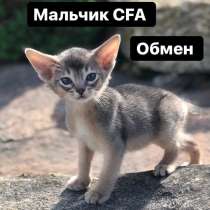 Котята абиссинской породы, в Воронеже