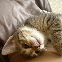 Отдаю котенка, в Москве