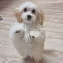 Продам мальтпу F1 mini baby face Korean Девочка и Мальчик, в Калининграде