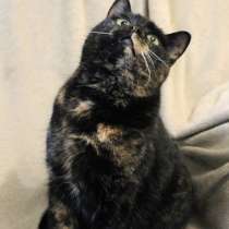 Лейла в дар, в г.Минск