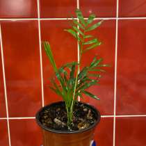 Цветы в горшочках, в Смоленске