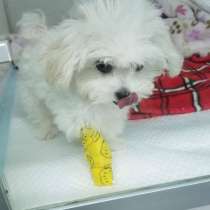 Мальтезе щенки на усыновление рядом, в Геленджике