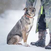 Ласковая, добрая собака Мэри мечтает о родной семье и доме, в Москве