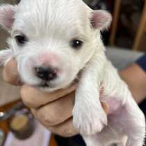 Щенки мальтезе, в Ангарске