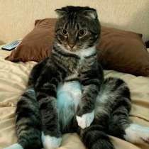 Самый чудесный кот в очень добрые руки, в Красноярске