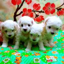 Бишон фризе Оренбурге, в Оренбурге