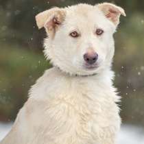 Добрая и ласковая 6 мес красавица Мия ищет семью!, в Москве