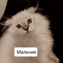 Пушистые комочки, в г.Берлин