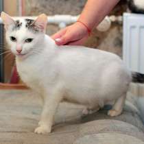 Уютная и трогательная, молодая кошечка Муся в добрые руки, в Санкт-Петербурге