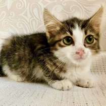 Котенок Мио - трогательный ребенок в дар, в Москве