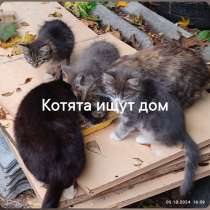 6 Котят ищут дом, в Александрове