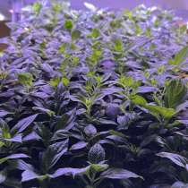 Черенки гортензии &laquo;Мечта Лесково&raquo;, в Туле