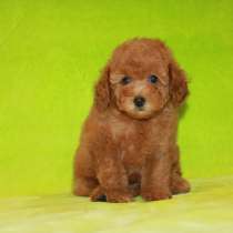 Той-пудель, девочка, в Москве