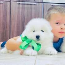 Красавцы самоедские мишки в продаже, в Пензе