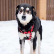 Собака в добрые руки, в Москве