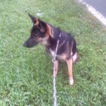 Отдам даром в хорошие руки, в Москве