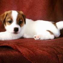 Джек расел Мурманск, в Мурманске