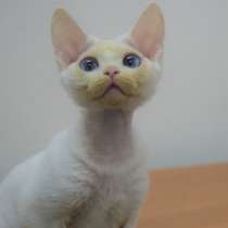 Kitten devon rex, в Волгограде