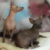 Девочка мексиканская голая мини, в Москве