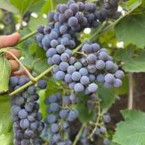 Продам виноград Изабелла, в Елеце