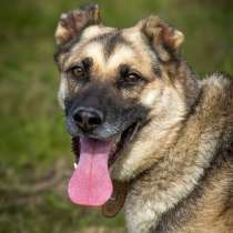 Ищет дом замечательная собака Малышка!, в Москве