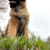 Леонбергер, в Москве