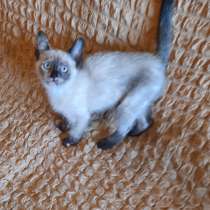 Котёнок тайской (сиамской) породы, девочка, 3 месяца, в г.Луганск