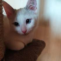 Лира - котенок метис тайской породы ищет дом, в г.Москва
