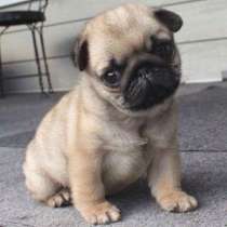 Мопс Муром, в Муроме