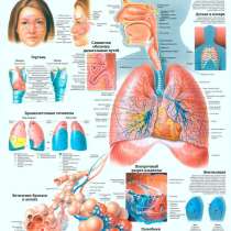 Анатомия. Учебные плакаты (комплект 40 плакатов), в г.Могилёв