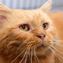 Сладкий Круассан ищет ласкового друга, в Москве