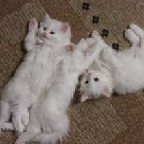 Продам белых пушистых котят, в Санкт-Петербурге