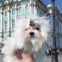 Щенки, в Санкт-Петербурге