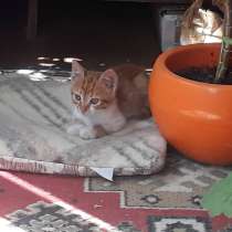 Солнечный котёнок ищет дом и добрых хозяев!, в г.Саки