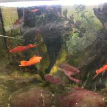 Меченосцы, в Москве