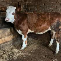 Продается тёлка,10месяцев, в Целине