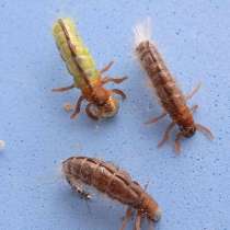 Мушки и нимфы, в Ухте