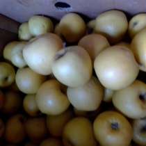Рассада от производителя, свежие яблоки, в Орле