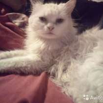 Ласковая кошечка ищет дом, в Москве