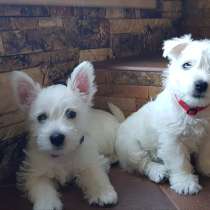 Очаровательные детки Вест Хайленд Вайт Терьер, в Москве