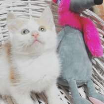 Котенок, в Москве