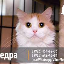 Солнечная Федра в поисках уютного дома, в Москве