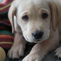 Лабрадор Череповец, в Череповце