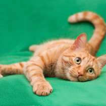 Наглая рыжая морда - кот Байрон в дар!, в Москве