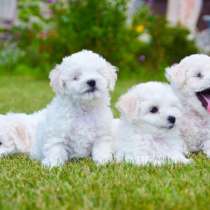 Бишон фризе Орёл, в Орле