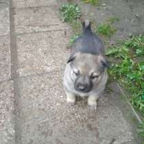 Отдадим щенят в хорошие, добрые руки бесплатно, в Москве