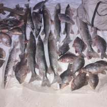 Продам рыбу !!! Карась, щука, в Чите